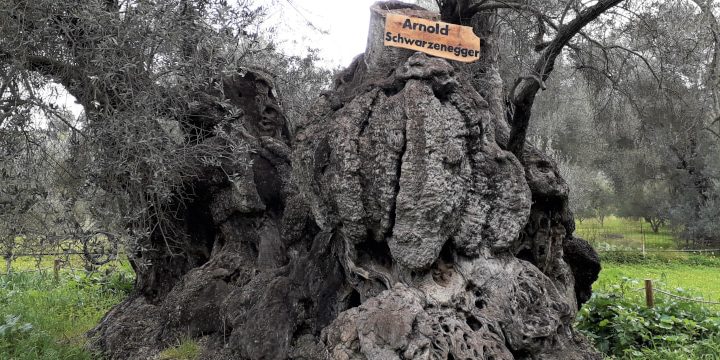 arnoldschwarzeneggertree